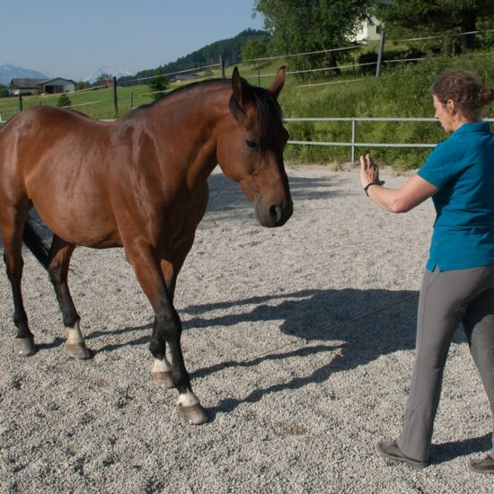 Horsemanship mit Claudia Kriechhammer